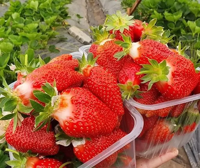 Клубника "БРИЛЛА" (6 шт.)