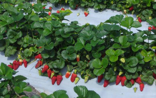 Клубника "РОКСАНА" (6 шт.)